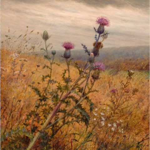 Фиделия Бриджерс (американская художница). Чертополох в поле. 1875 г. Холст, масло. 